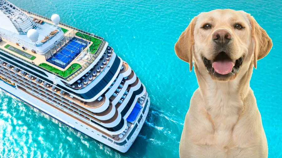 Dog-on-cruise.jpg