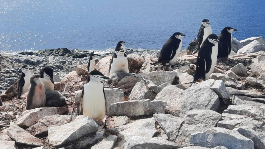 chinstrap-penguins_credit-dr.-grant-humphries.jpg