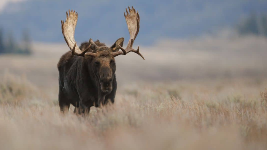 Moose.jpg