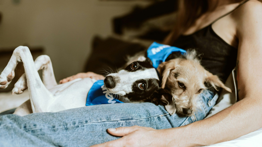 chewy-NVIyVF2Ecp0-unsplash-scaled.jpg