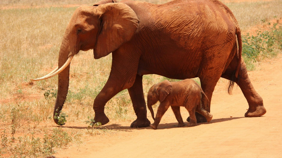 elephant-cub-tsavo-kenya-66898.jpeg