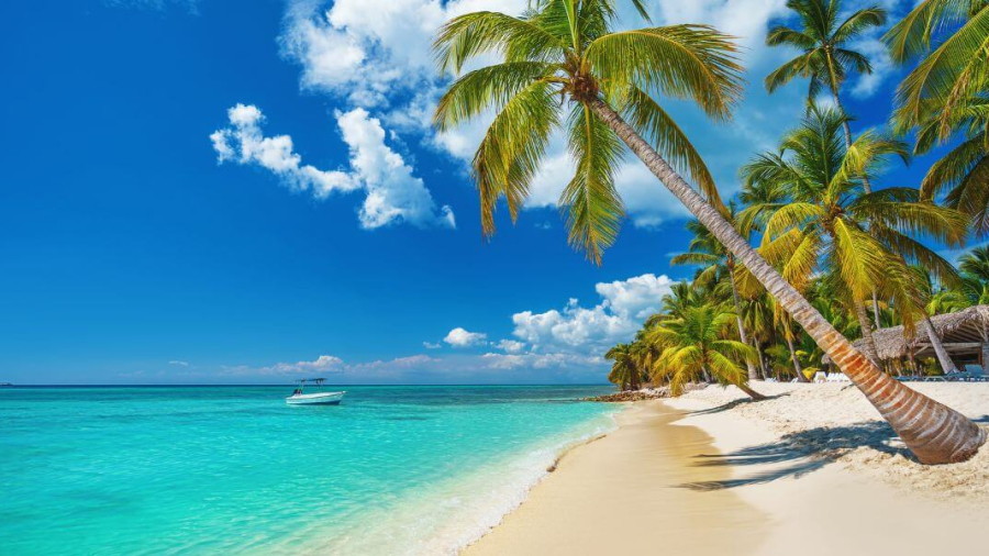 palm-and-tropical-beach-1.jpg