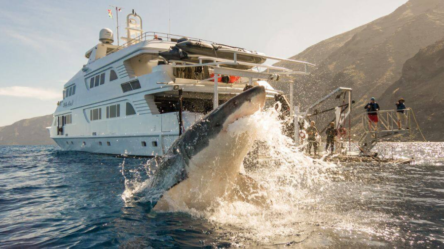 Sharks-in-front-of-cruise-ship-1-1.jpg