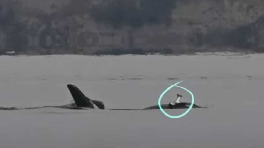 Orca-with-salmon-hat.jpg