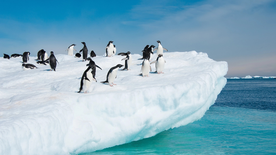 penguins-antarctic-as-45142357-sml.jpg