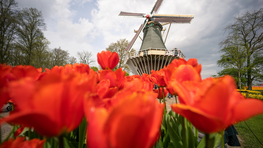 260417-HAL-Tulip-Event-8541.jpg
