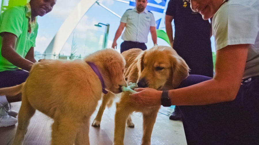 Rover-and-Sailor-Royal-Caribbean-Chief-Dog-Officers.jpg