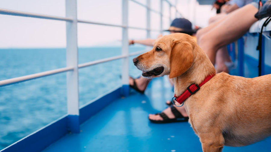 dogs-on-a-cruise.jpg